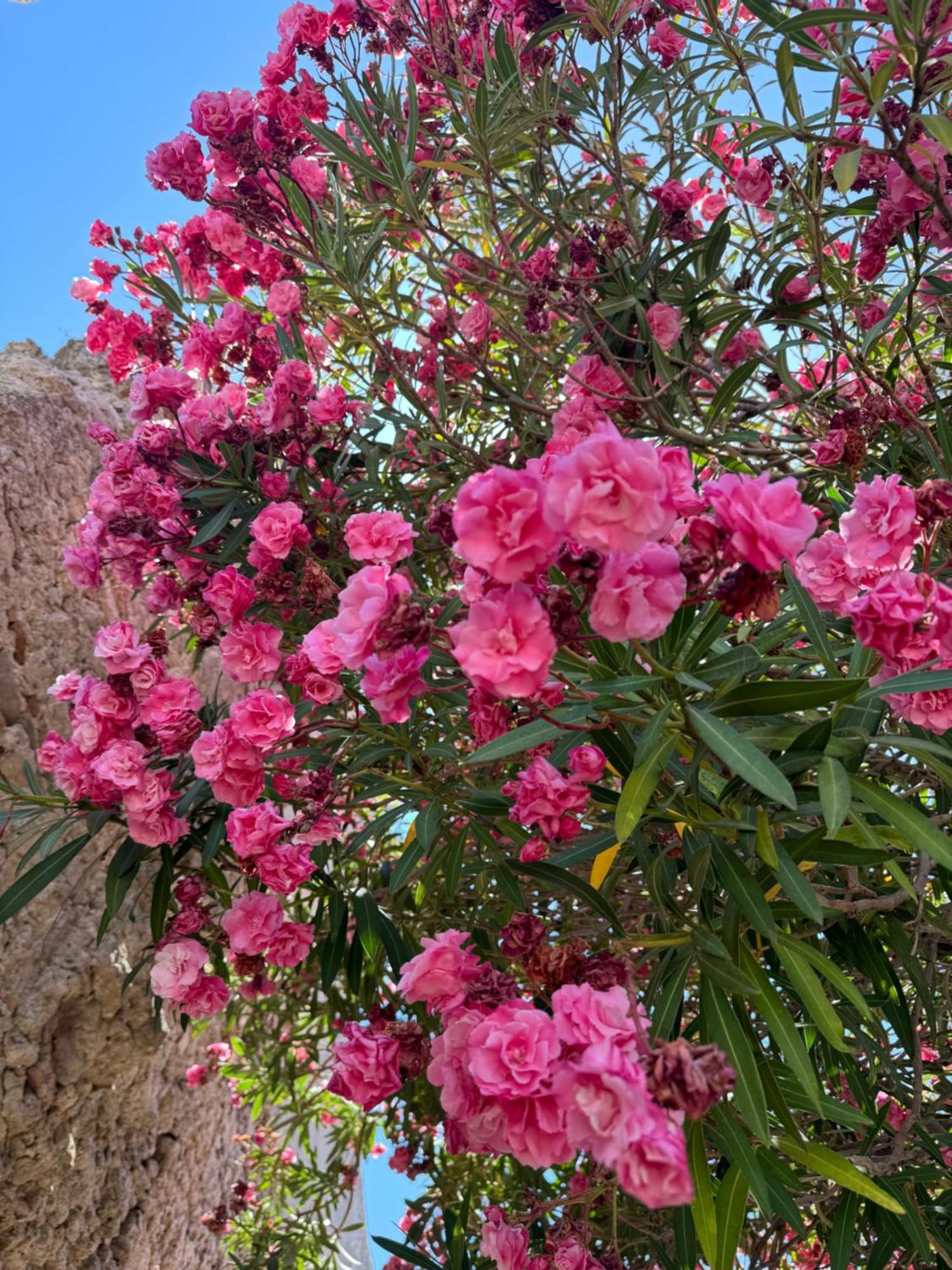 La Rosa Blu Bed & Breakfast Gerace Bagian luar foto
